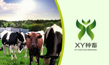XY种畜